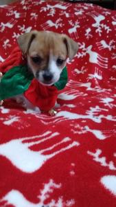 Pumpkin 5 weeks