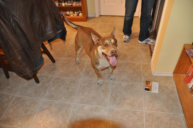Odie DSC_0199