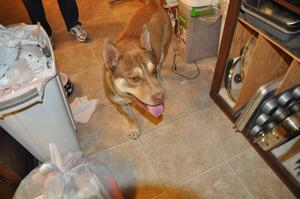 Odie DSC_0206
