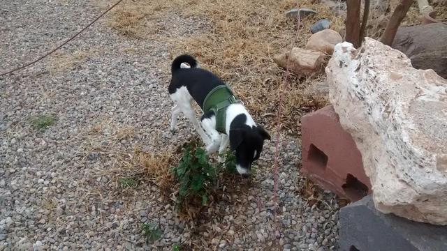 Dasher