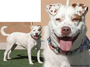 Riga - Adopted!