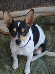 Petra - Adopted!