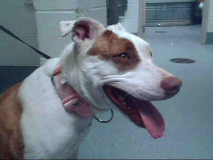 Sugar - Adopted!