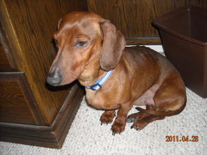 Rex - Adopted!
