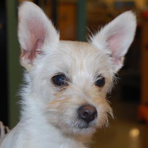 Daizee's Puppy - Franklin (Darwin) - Adopted