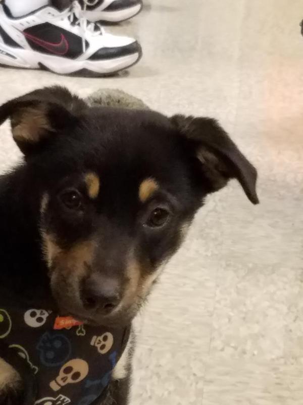 DANTE