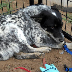 Zinc "Blue" - Adopted