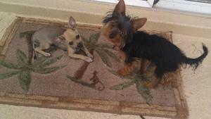 Stuie - Adopted!