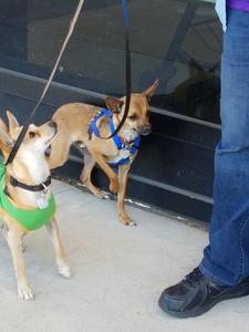 Chico and Oscar