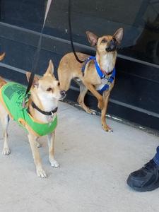 Chico and Oscar