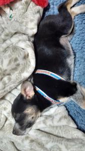 Tippy Puppy Bliss