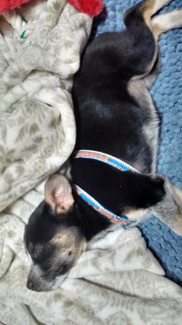 Tippy Puppy Bliss