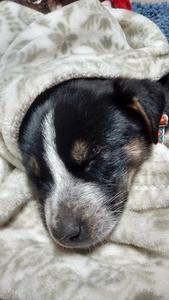 Tippy Sleeping