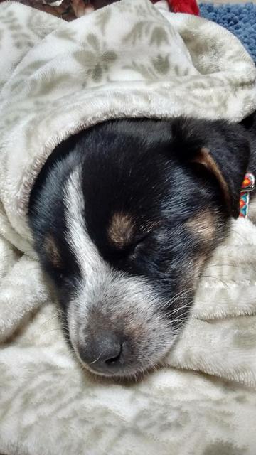 Tippy Sleeping