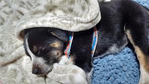 Tippy Sweet Dreams