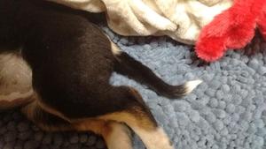 Tippy's Tail