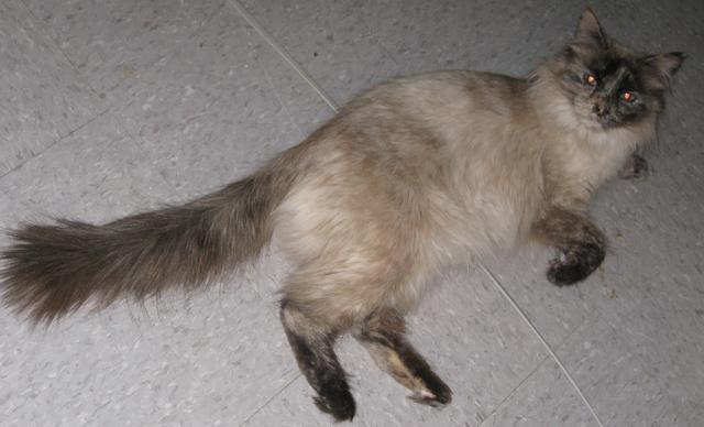 Cleo--Adopted!!