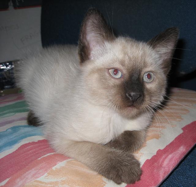 Charlie--Adopted!!
