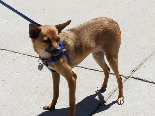 Chico
