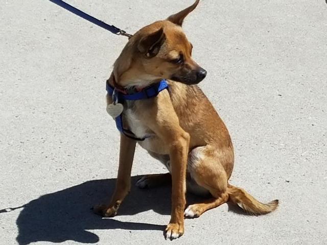 Chico