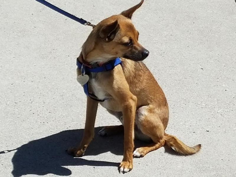 Chico