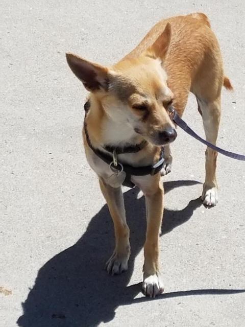 Oscar