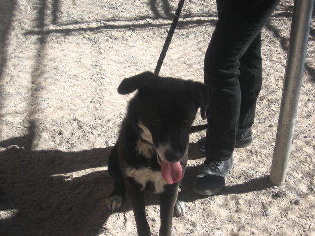 Molly 005