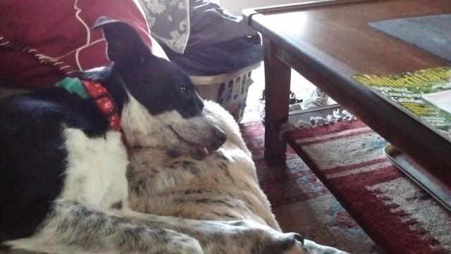 Gracie Loving Life