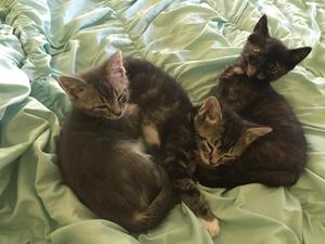 Zeke, Tobias, and Tris
