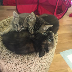 Zeke, Tobias, and Tris