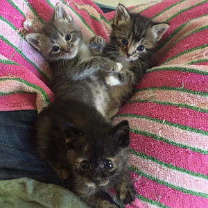 Zeke, Tobias, and Tris
