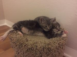 Zeke and Tobias