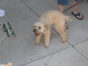 Buster 003