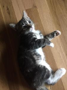 Tobias