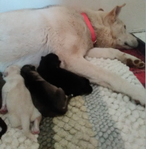 Roxy & Puppies