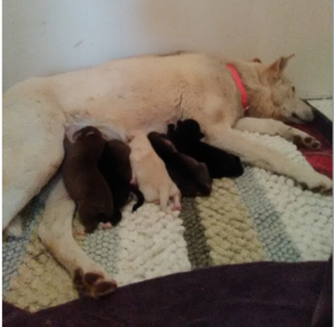 Roxy & Puppies