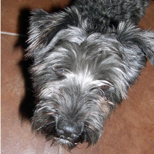vito1