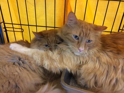 Tigger and Toby