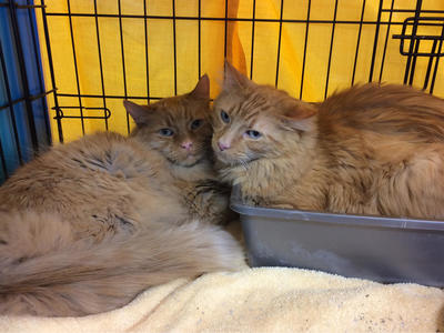 Tigger and Toby