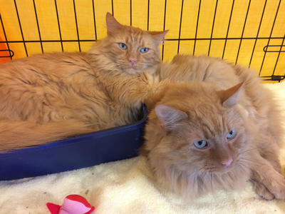 Tigger and Toby