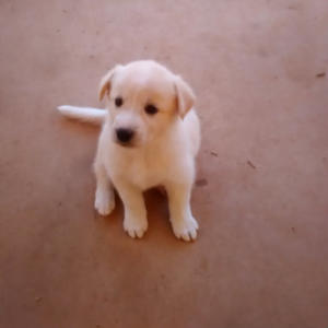 Porsche - Adopted