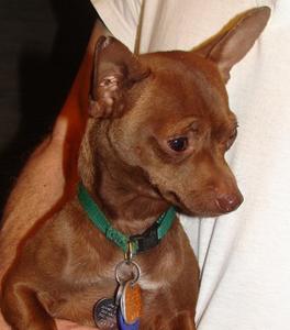 Oscar - Adopted!