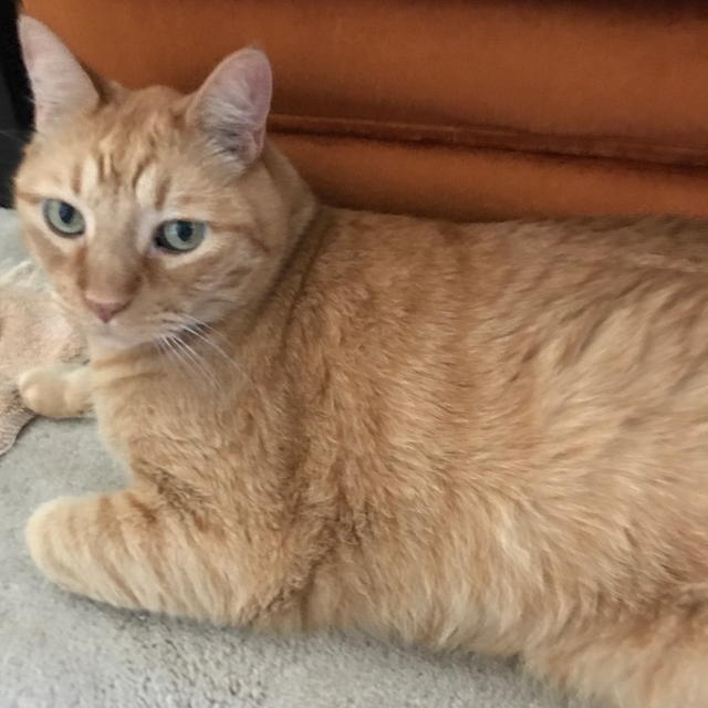 Ozzie