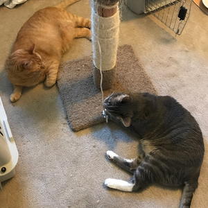 Ozzie and TJ