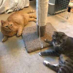 Ozzie and TJ