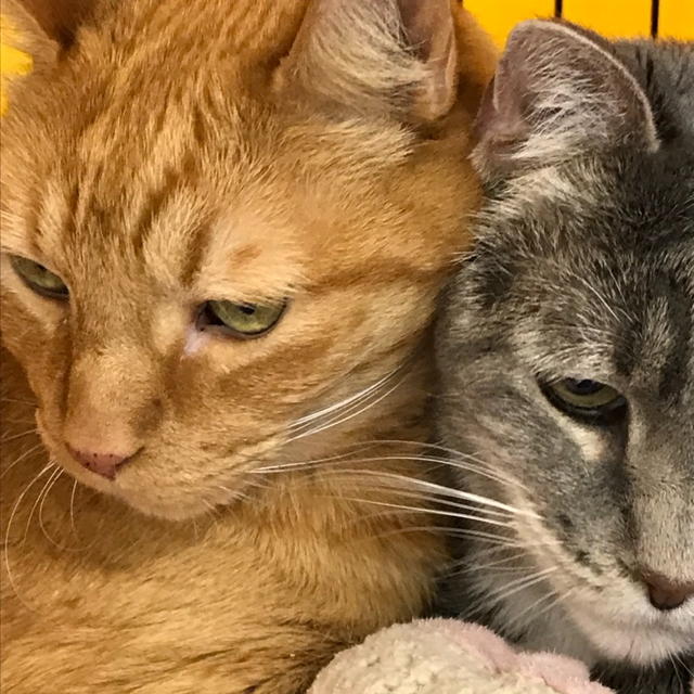 Ozzie and TJ