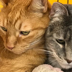 Ozzie and TJ