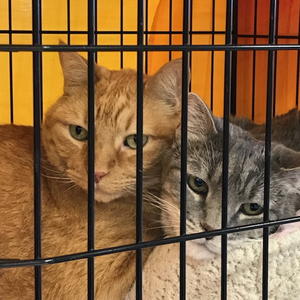 Ozzie and TJ