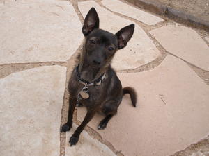 Cocoa5
