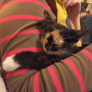Violette - Adopted